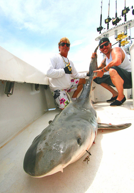 WORLD CHAMP NBA MIAMI HEAT STAR MIKE MILLER and TIGER SHARK